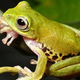 Image for article titled The weird and wonderful animals that make up Borneo's jungle ecosystem